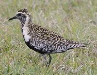 Image of: Pluvialis fulva (Pacific golden plover)