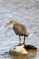 Image of: Rallus longirostris (clapper rail)