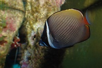 Chaetodon collare - Brown Butterflyfish