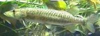 Image of: Esox americanus (grass pickerel)