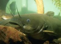 Ameiurus natalis - Yellow Bullhead