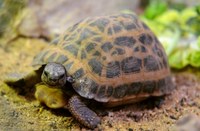 Pyxis arachnoides arachnoides - Spider Tortoise