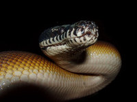 Leiopython albertisii - White-Lipped Python