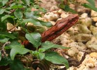 Vipera aspis