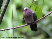 Emerald Dove - Chalcophaps indica