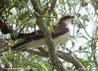 Rufous-bellied Eagle - Hieraaetus kienerii