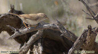 Desert Warbler - Sylvia nana