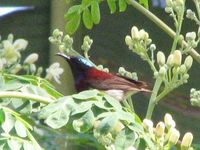 Crimson-backed Sunbird - Leptocoma minima