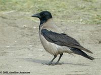 Carrion Crow - Corvus corone