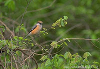 Bull-headed Shrike - Lanius bucephalus