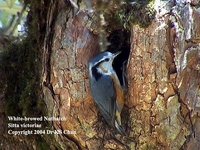 White-browed Nuthatch - Sitta victoriae