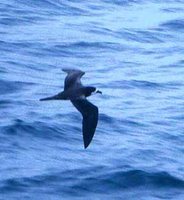 Galapagos Petrel - Pterodroma phaeopygia