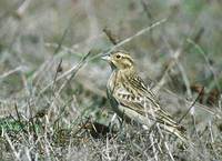 Chestnut-collared Longspur (Calcarius ornatus) photo