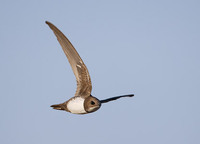 Alpine Swift (Apus melba) photo