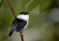 White-bearded Manakin (Manacus manacus) photo