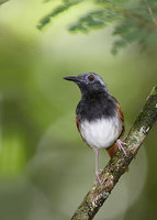 White-bellied Antbird (Myrmeciza longipes) photo