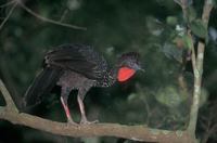 Crested Guan (Penelope purpurascens) photo