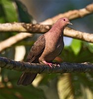 Short-billed Pigeon - Patagioenas nigrirostris