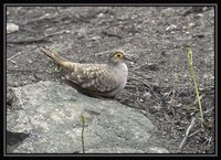 Bare-faced Ground-Dove - Metriopelia ceciliae