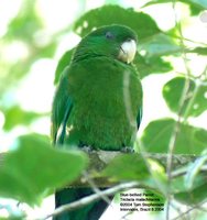Blue-bellied Parrot - Triclaria malachitacea