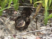 Diabolical Nightjar - Eurostopodus diabolicus