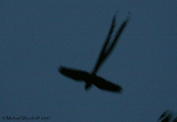 Lyre-tailed Nightjar - Uropsalis lyra