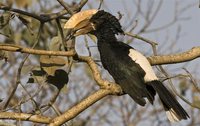 Silvery-cheeked Hornbill - Ceratogymna brevis