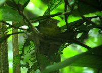 Wire-tailed Manakin - Pipra filicauda