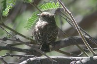 Vermilion Flycatcher - Pyrocephalus rubinus