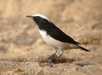 Mourning Wheatear - Oenanthe lugens