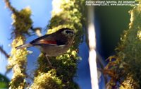 Rufous-winged Fulvetta - Alcippe castaneceps