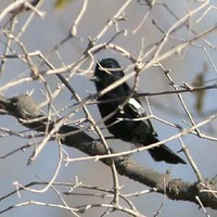 Carp's Tit - Melaniparus carpi