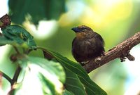 Seychelles Fody - Foudia sechellarum