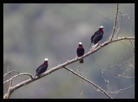 White-capped Tanager - Sericossypha albocristata