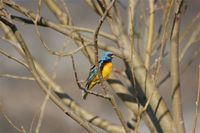 Blue-and-yellow Tanager - Thraupis bonariensis