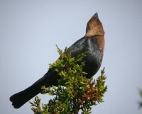 Brown-headed Cowbird - Molothrus ater