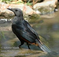 Onychognathus morio UK: Red-winged Starling