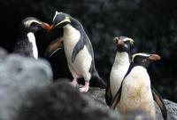 Fiordland Crested Penguin (Eudyptes pachyrhynchus)