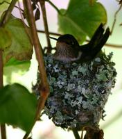 Volcano Hummingbird