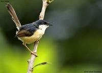 DSC 7166 ashy prinia