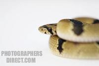common kukri snake coiled stock photo
