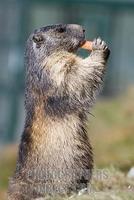 ...Alpine marmot ( Marmota marmota ) , standing on the hind paws , eating , Hohe Tauern National Pa