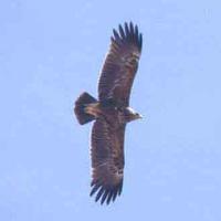 Lesser Spotted Eagle