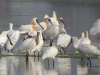 Black-faced Spoonbill