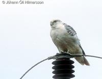 Greenland Gyr Falcon Falco rusticolus 