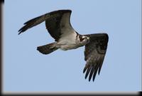 Osprey, Oceanside Marine Wildlife Study Area, NY