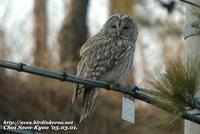 Fig. 13. Ural Owl : 긴점박이올빼미