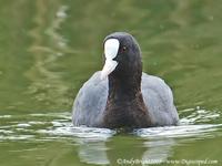 Coot