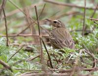 Olive backed pipit C20D 01984.jpg