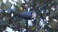 ...White-browed Nuthatch, Mount Victoria, Burma                            ©  Rob Hutchinson / Bird